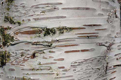 10.bark-texture