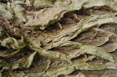 11.bark-texture