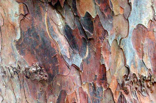 12.bark-texture