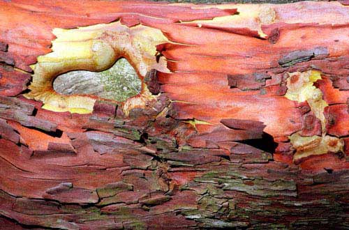 13.bark-texture