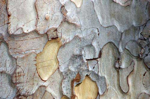 14.bark-texture