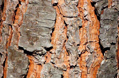 15.bark-texture