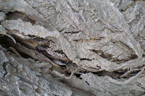 16.bark-texture