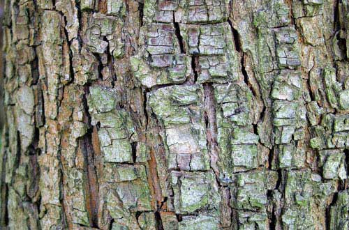 17.bark-texture