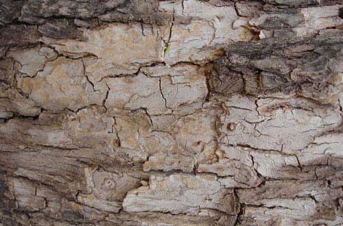 18.bark-texture