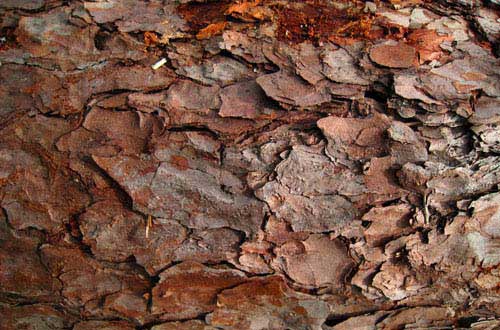 19.bark-texture