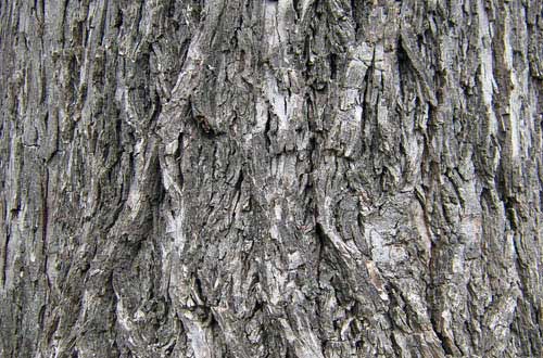 2.bark-texture