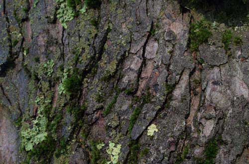 20.bark-texture