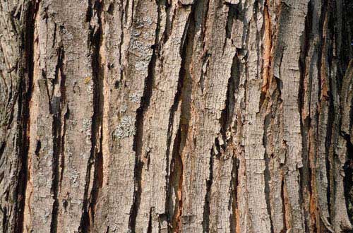 21.bark-texture