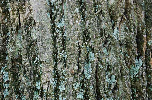 22.bark-texture