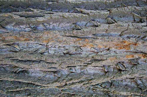 23.bark-texture