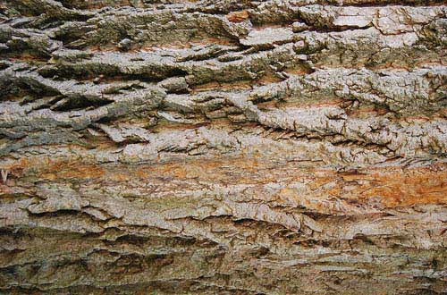 24.bark-texture