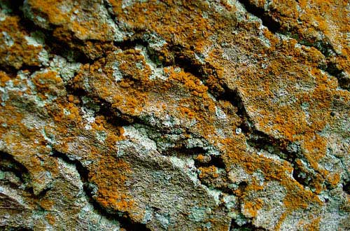 25.bark-texture