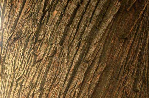 3.bark-texture