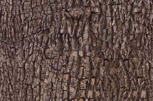 4.bark-texture