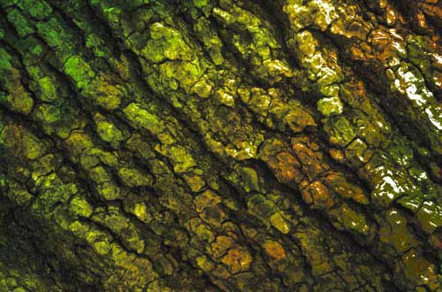 5.bark-texture