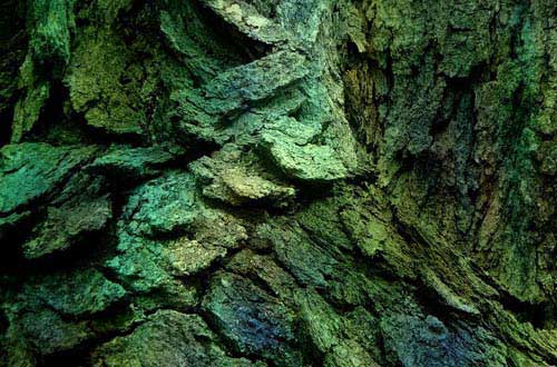 6.bark-texture