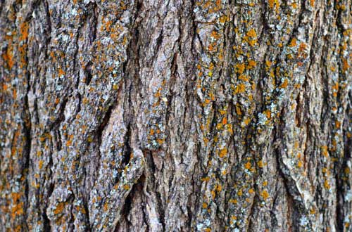 7.bark-texture