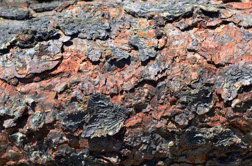 8.bark-texture