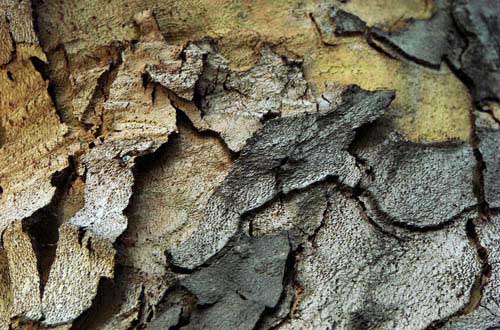 9.bark-texture