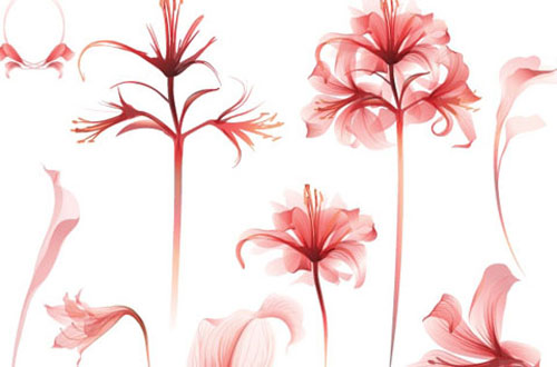 9.flower-vector1